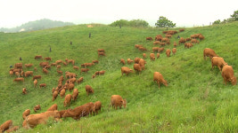 초원아 반갑다...60년 혈통 한우 올해 첫 방목