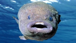 [낱말풀이] 멍텅구리, 원래는 물고기를 일컫는 말?