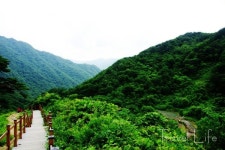 와운마을과 심산유곡을 지키는 천년송