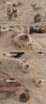 속초바다 心스틸러 모래찜질하는 차우차우 6남매