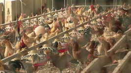 DDT 달걀 경북지역 농장 닭에서도 DDT 검출