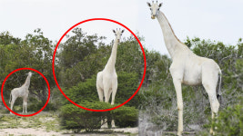 새하얀 기린? 케냐에서 발견된 희귀 기린에 주민들 눈길