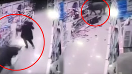 농장 탈출해 슈퍼마켓 습격한 황소에 임산부 다쳐