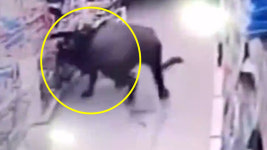 6명 부상...정육점 탈출한 뒤 슈퍼마켓 습격한 물소