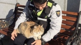 [SNS 세상] 부산 덕천 지구대 무릎 고양이의 다복한 근황