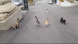 [SNS 세상] 부산 덕천 지구대 무릎 고양이의 다복한 근황
