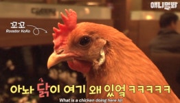 너가 왜 여기 있어? 치킨집에 사는 살아 있는 닭