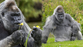 세계서 가장 오래 산 고릴라, 56세로 사망