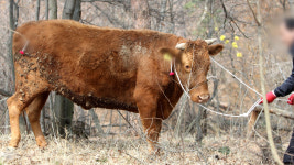 도축장 소, 정육업자 들이받고 달아나...2명 사상