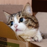 고양이계의 짐 캐리...풍부한 표정으로 스타 된 고양이