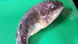 곰치로 잘못 알고 판 복어, 경찰이 무사히 회수