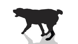 경찰까지 출동한 가방 절도범, 알고 보니 개