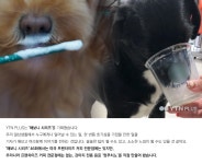[해보니 시리즈 46] 주인아 나도 커피! 멍푸치노 직접 만들어 줘보니