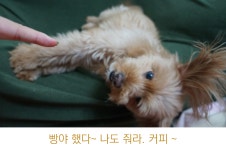 [해보니 시리즈 46] 주인아 나도 커피! 멍푸치노 직접 만들어 줘보니