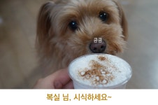 [해보니 시리즈 46] 주인아 나도 커피! 멍푸치노 직접 만들어 줘보니