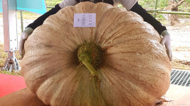 무게 265kg 역대 최고 큰 호박 대상 차지