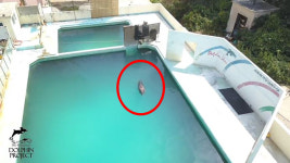 폐쇄된 日 수족관에 홀로 남은 큰돌고래 한 마리