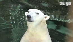하늘나라로 떠난 북극곰 통키...담당 사육사 미안해 오열