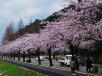 경주 감포에서 포항 호미곶까지, 동쪽 끝을 따라오는 꽃바람