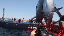 3,000년 전통 스페인 참치 잡이 눈길