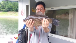 [조황] 충주호 목벌리 45cm 붕어...제주 48~52cm 돌돔 입질 시즌 시작 알려