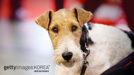 폭스테리어 견주 잘못했지만 안락사 안 해