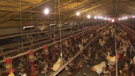 [송태엽의 세상읽기] AI 끝났는데도 살처분?...농민 죽이는 탁상행정  