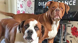 키우던 반려견 두 마리에 공격당해 사망한 英 여성