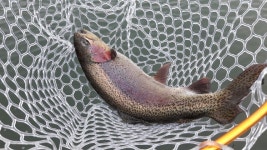 한겨울 이색 손맛 무지개송어낚시, 그렇다고 누구나 쉽게 낚을 수 있는 것은 아니다