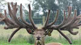 멋진 뿔 덕분...사슴 한 마리 경매서 3억 원에 낙찰