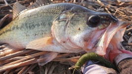 화성 남양호에도 봄이 왔는지 봄 배스 패턴 보이는 화장실 포인트