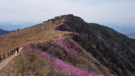 [산행 포인트] 진달래를 보려고 남쪽으로 가다, 창녕 화왕산