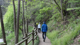 [산행 포인트] 꽃비 내리는 홍천 수타사 산소길