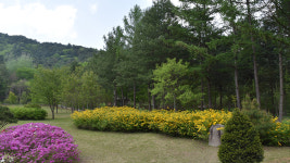 [산행 포인트] 꽃비 내리는 홍천 수타사 산소길