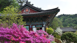 [산행 포인트] 꽃비 내리는 홍천 수타사 산소길