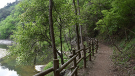 [산행 포인트] 꽃비 내리는 홍천 수타사 산소길