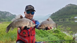 진도 봉암지, 영암 명도지 대물급 붕어 마릿수 호조황, 낚시가 되는 날은 된다