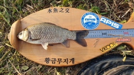 진도 봉암지, 영암 명도지 대물급 붕어 마릿수 호조황, 낚시가 되는 날은 된다