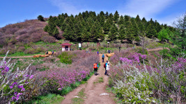 [산행 포인트] 반야의 지혜를 저만치 두고 걷는 천상의 화원 길, 지리산 바래봉