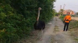 농장 탈출한 타조 한 마리...50분 만에 구조