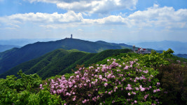 [산행 포인트] 초록 숲과 연분홍 철쭉이 만드는 선계의 몽유도원도 소백산
