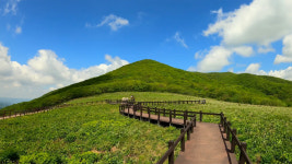 [추천! 주말여행] 짙푸른 야생화 천국을 걷다, 인제 곰배령