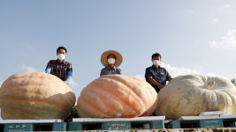 465kg 초대형 슈퍼호박 수확...비공식 국내 최고 기록