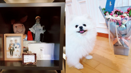 [제보이거실화냐] 그날, 진돗개는 왜 시온이를 물어죽였을까