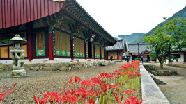 [산행포인트]  불갑사에서 꽃무릇길 따라 용천사까지