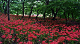 [산행포인트]  불갑사에서 꽃무릇길 따라 용천사까지
