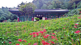 [산행포인트]  불갑사에서 꽃무릇길 따라 용천사까지