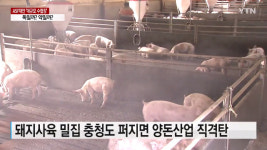 [와이파일]치사율 100%, 남하하는 아프리카돼지열병...대대적 사냥 괜찮을까?