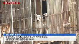 [와이파일]평생 철장에 갇혀 지낸 댕댕이들..."이제 꽃길만 걷자"
