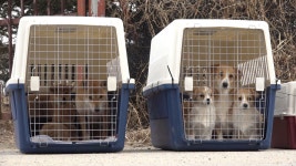 [와이파일]평생 철장에 갇혀 지낸 댕댕이들...이제 꽃길만 걷자